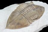 Rare Megistaspidella Trilobite - Large Specimen #74019-5